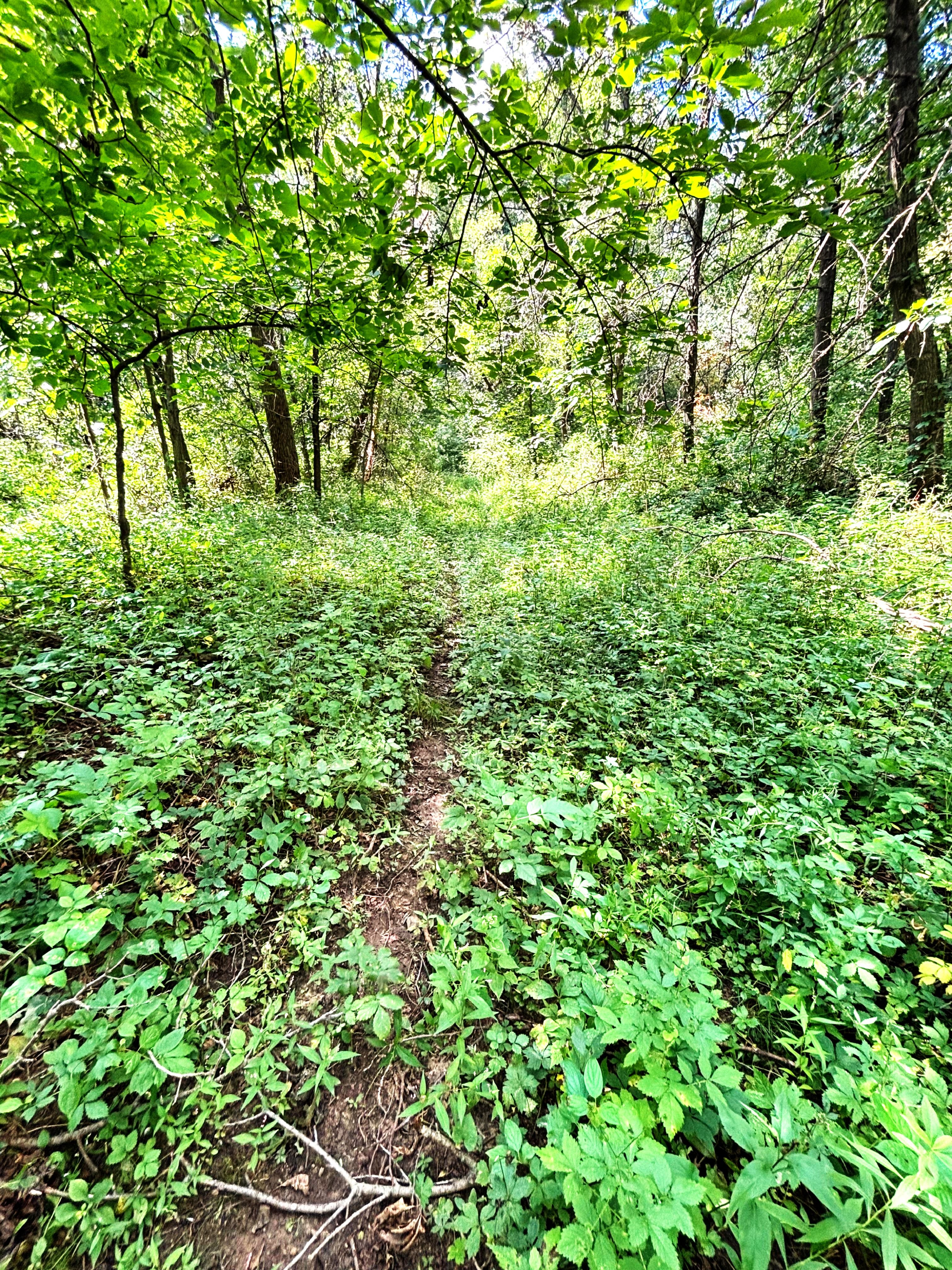 Listing Photo: Tillable and recreational land Iowa